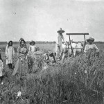 Early Rice Farming near Eagle Lake Early Rice Farming near Eagle Lake