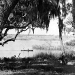 The floating islands on Eagle lake The floating islands on Eagle lake